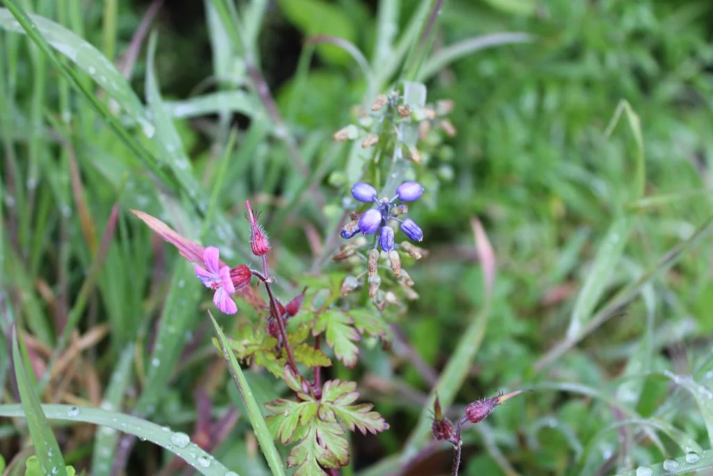 Welkom op mijn Blog! 1 IMG 0023